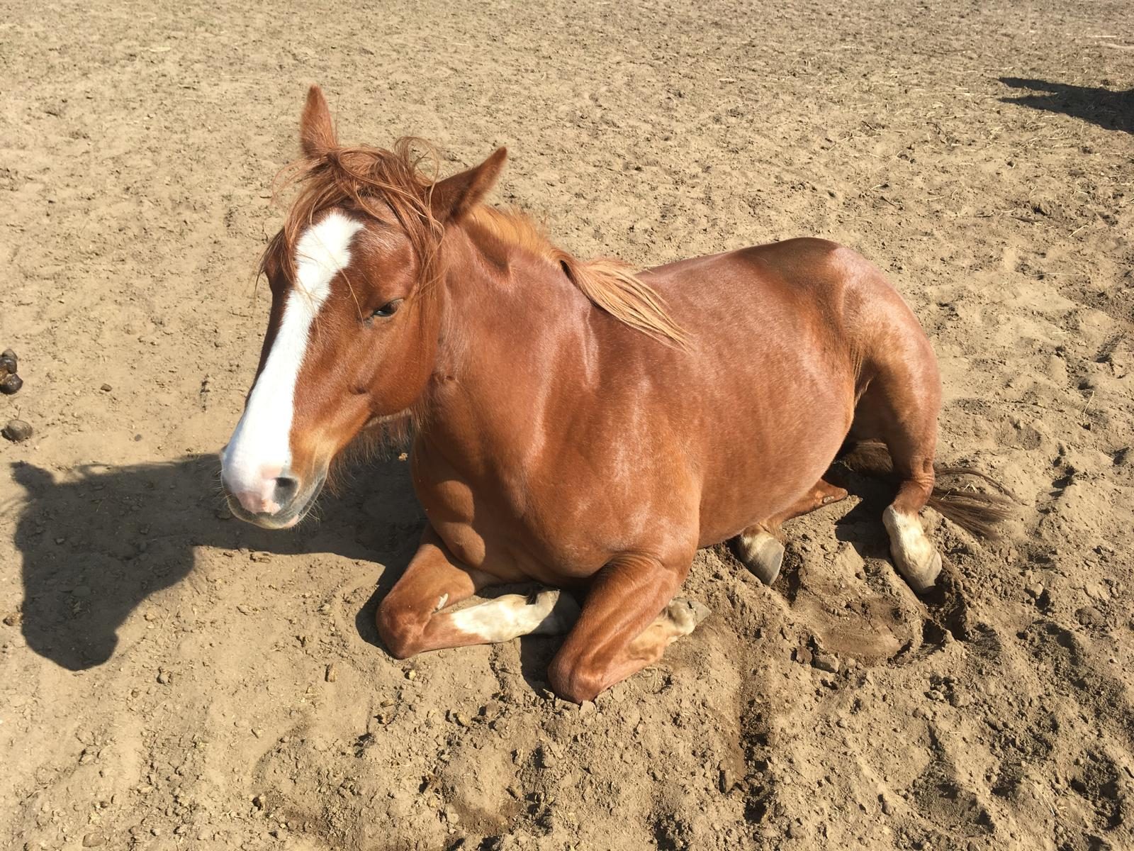 Entspanntes Pferd auf dem Paddock